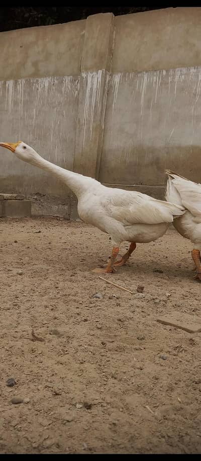 heera duck