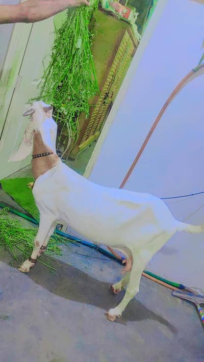 female bakri