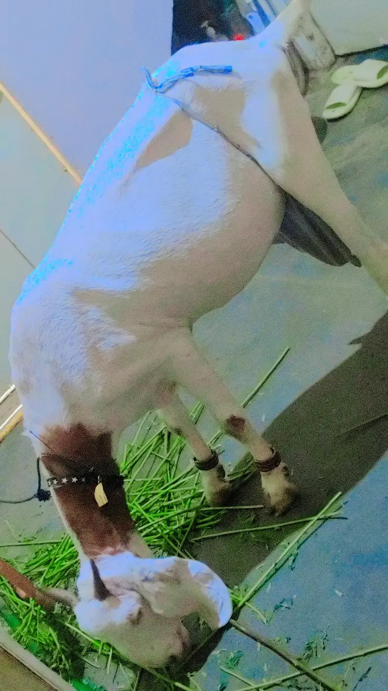 female bakri — photo 5