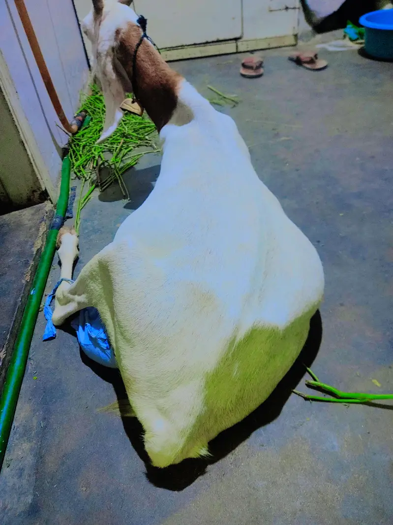 female bakri — photo 6