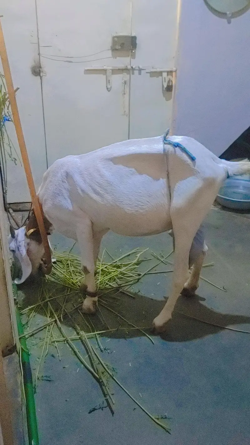 female bakri — photo 7