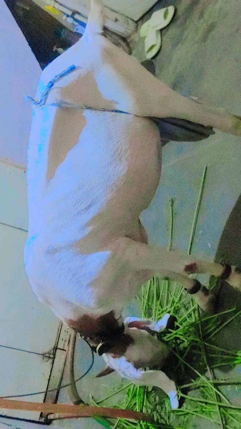 female bakri — photo 8