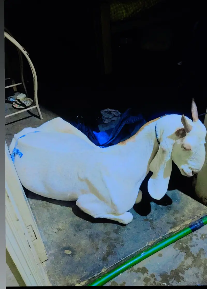 female bakri — photo 9