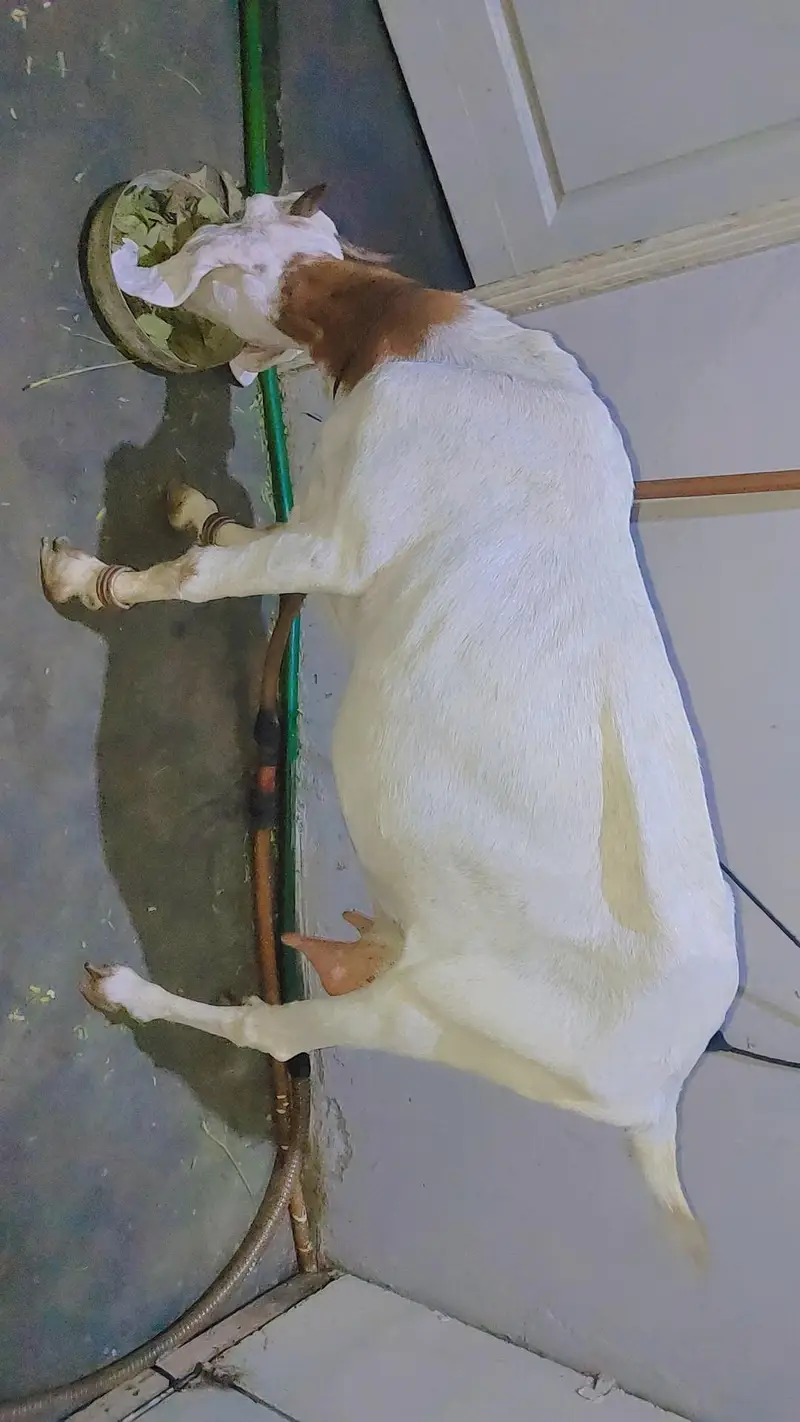female bakri — photo 10