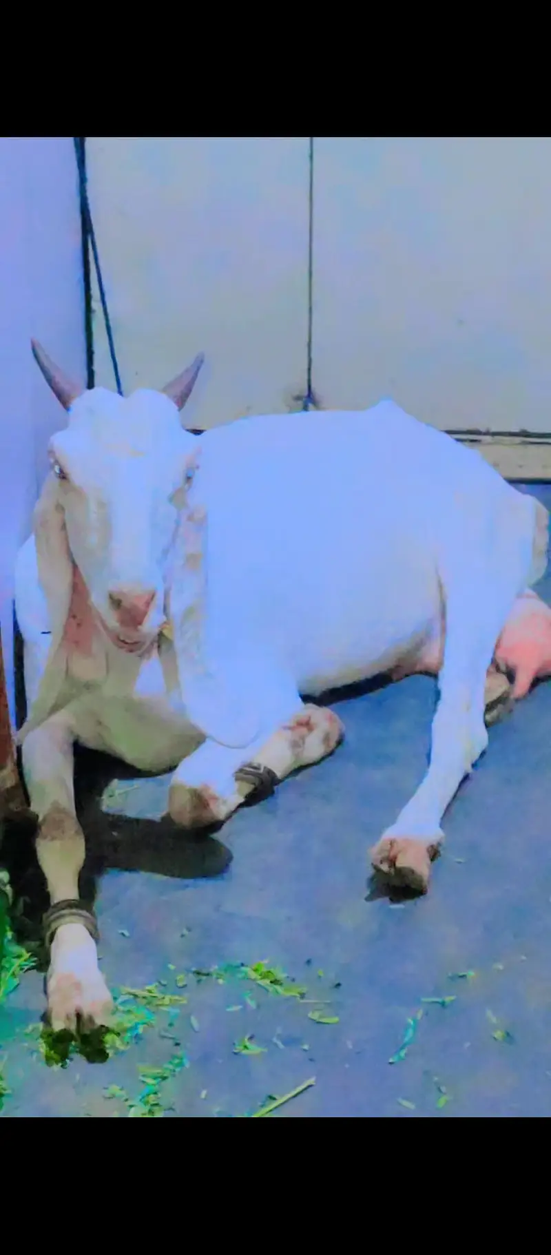 female bakri — photo 11