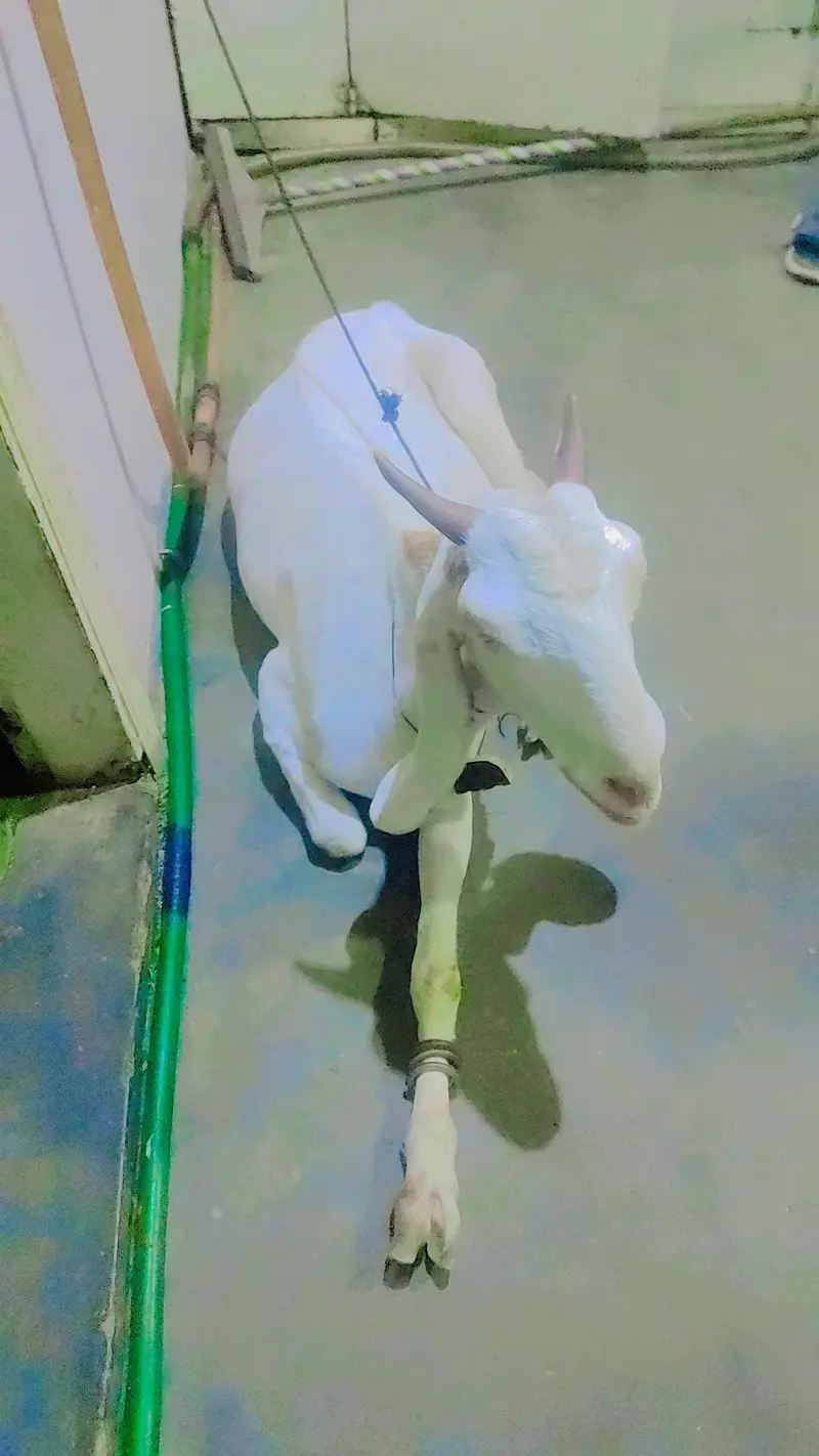 female bakri — photo 12