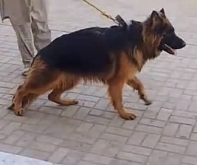 German Shepherd playful puppy for sale