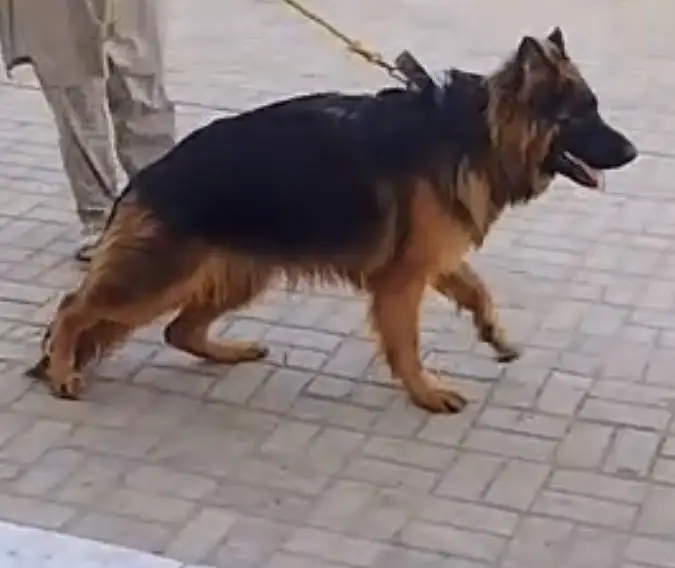 German Shepherd playful puppy for sale