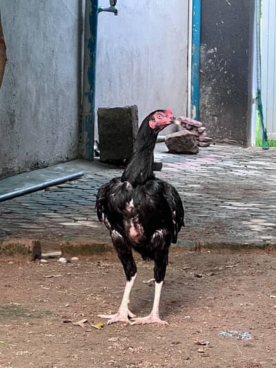 Aseel mianwali muskhaa pair for sale