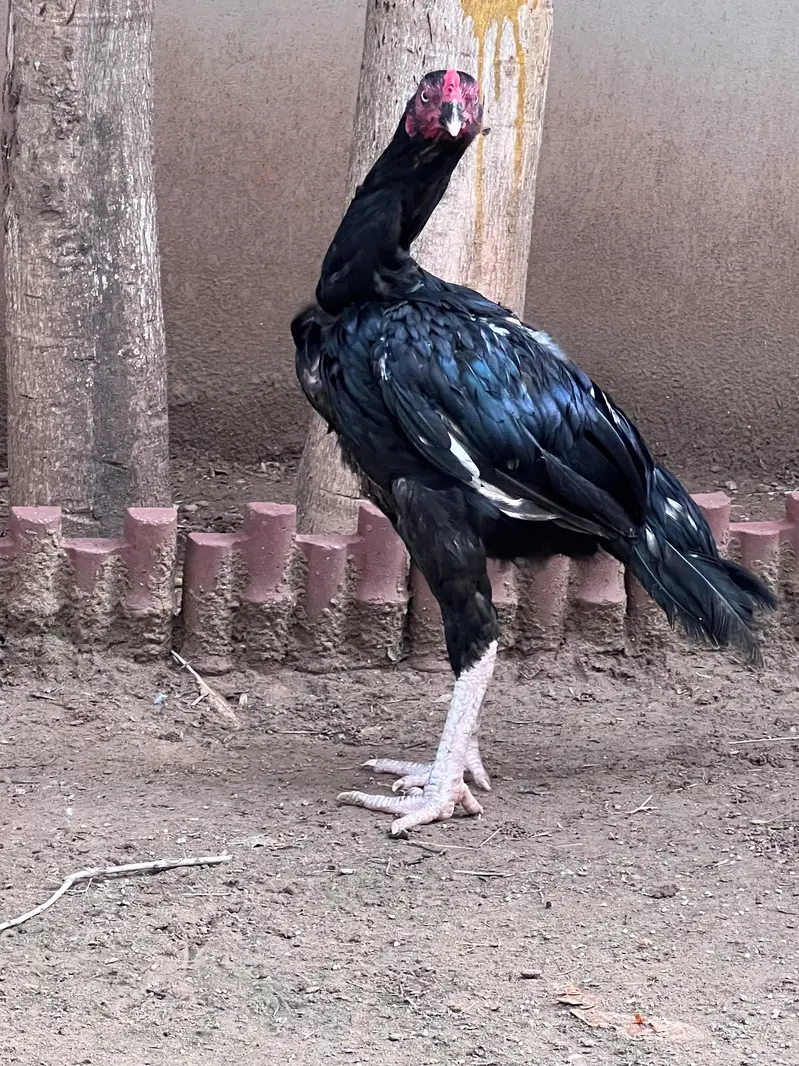 Aseel mianwali muskhaa pair for sale — photo 4