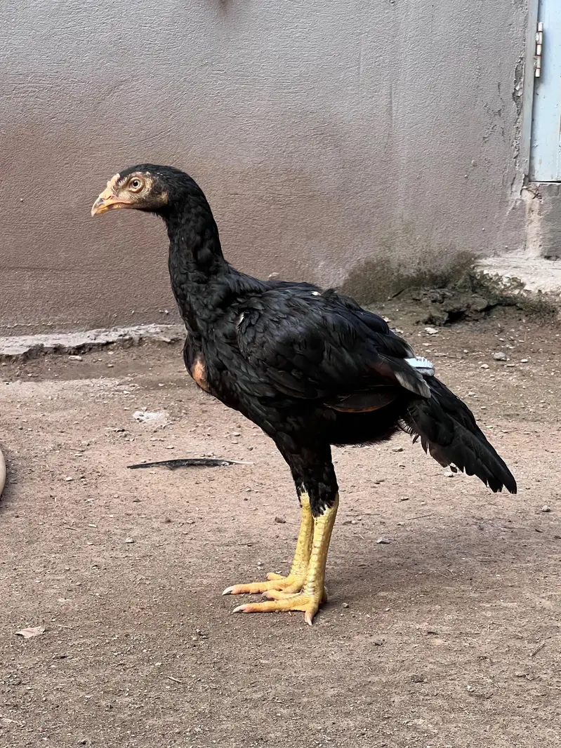 Aseel mianwali muskhaa pair for sale — photo 6
