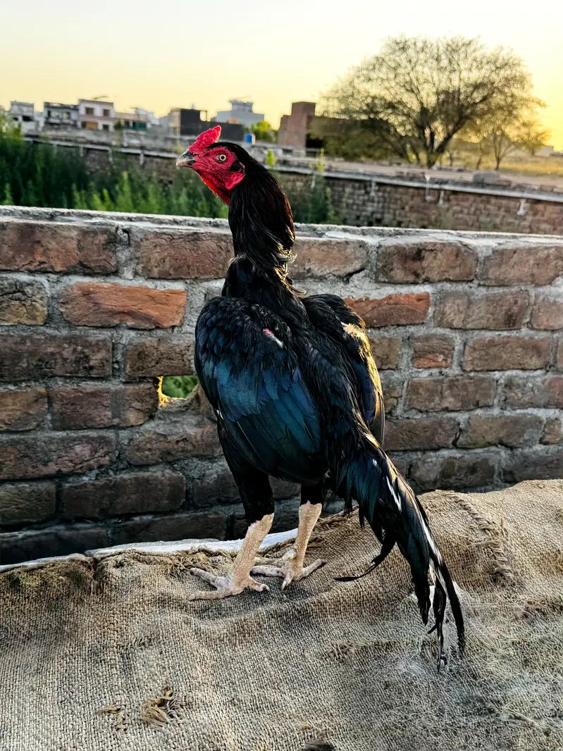 Aseel mianwali muskhaa pair for sale — photo 9
