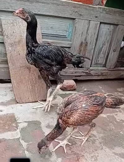 cros shamo pair for sale location gujranwala modal town