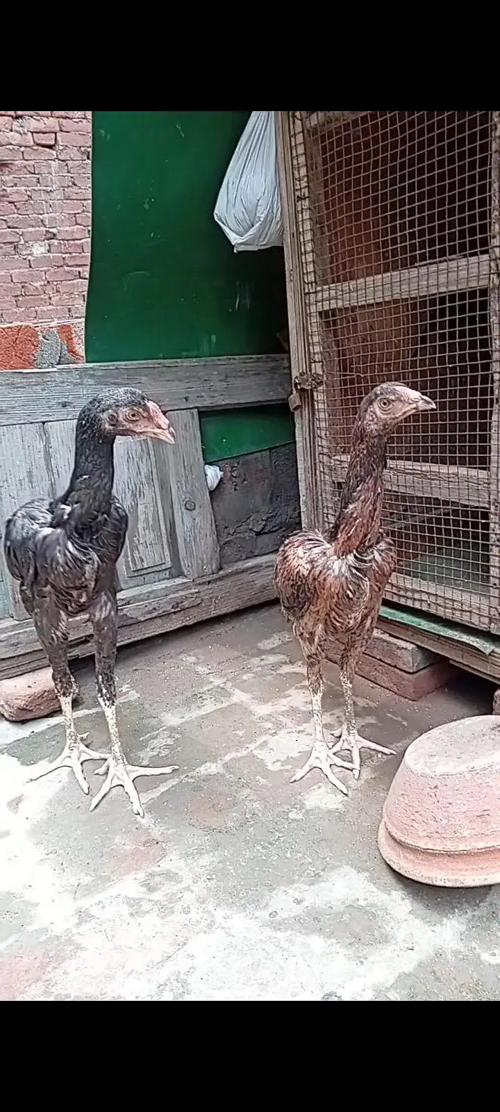 cros shamo pair for sale location gujranwala modal town — photo 3