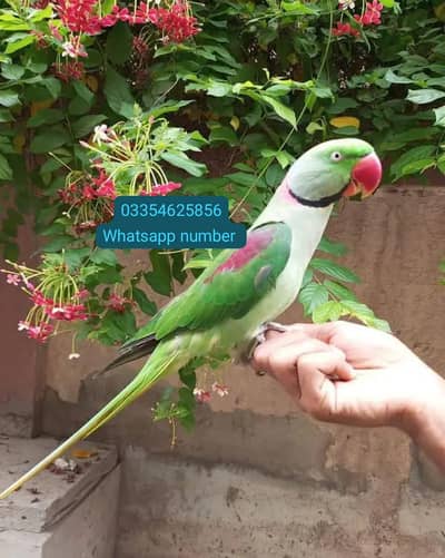 kashmiri raw parrot for sale 1 years Age