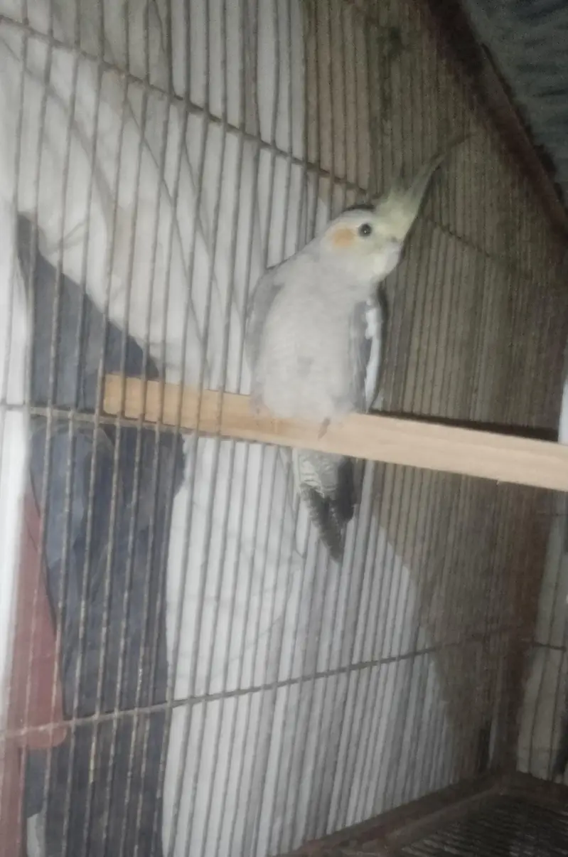 ye ek female cockatiel parrot hai for selling ke liye reasonable price — photo 2