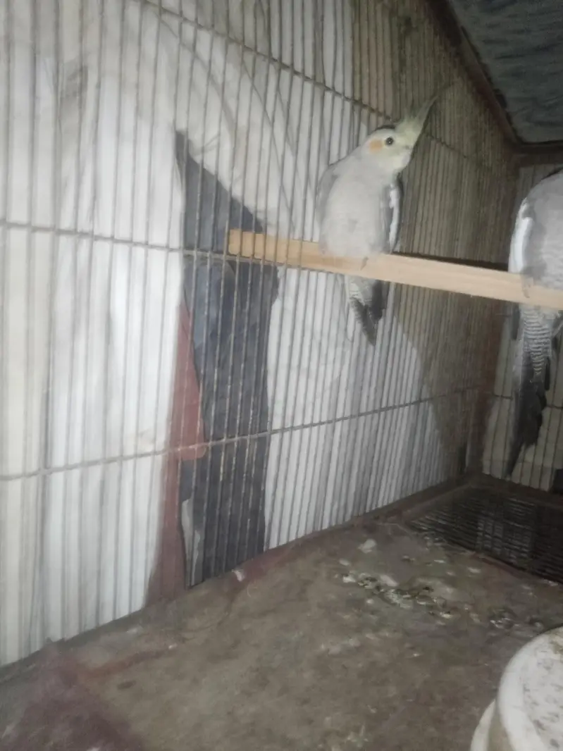 ye ek female cockatiel parrot hai for selling ke liye reasonable price — photo 3
