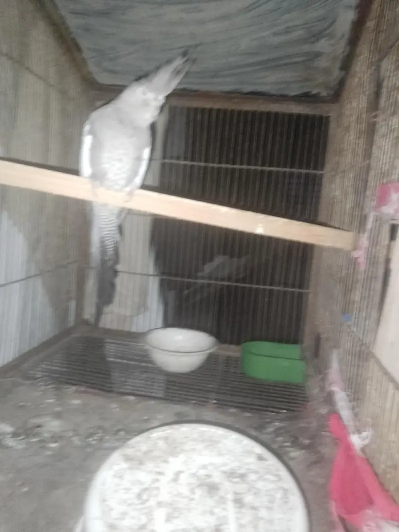 ye ek female cockatiel parrot hai for selling ke liye reasonable price — photo 4