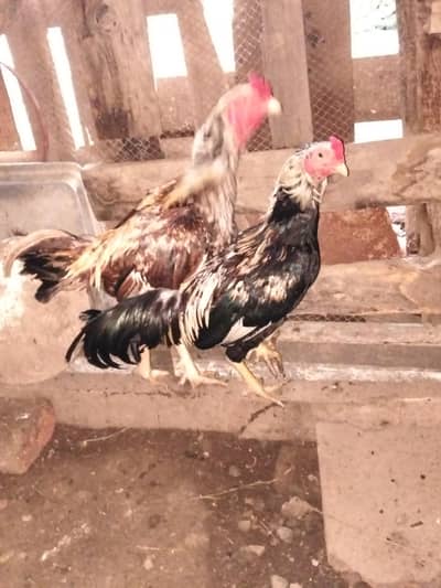 2 aseel murgy
