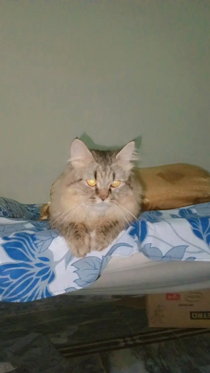 Doll face cat — photo 2