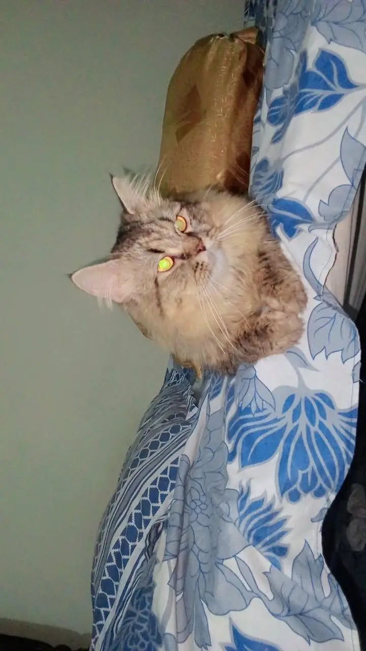 Doll face cat — photo 3