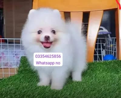 Pomeranian puppies for sale 2 month Age