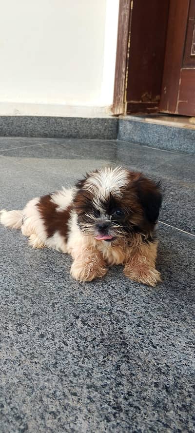 shihtzu\shitzu