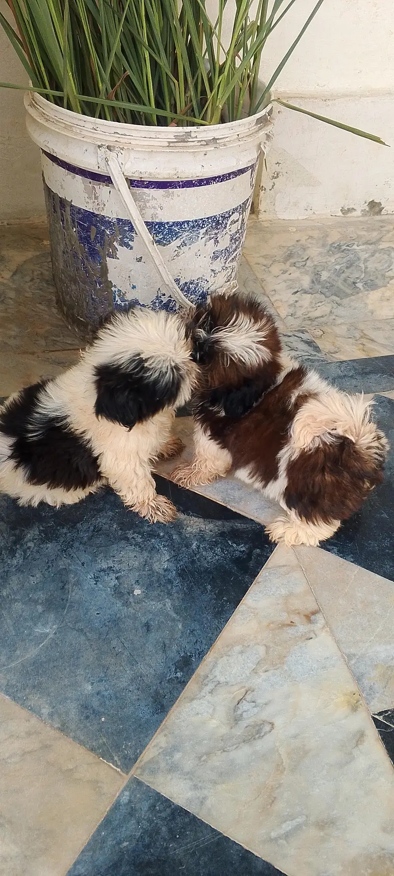 shihtzu\shitzu — photo 4