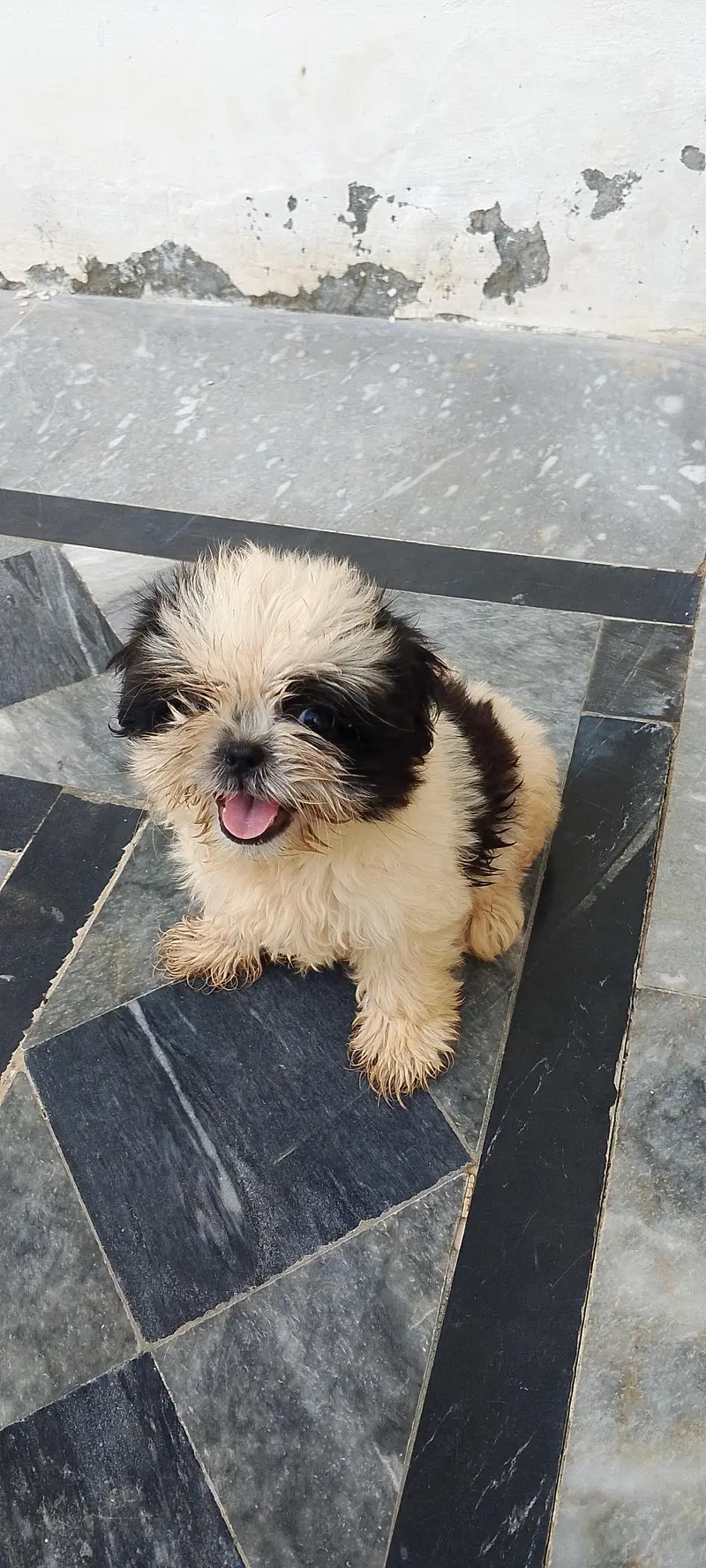 shihtzu\shitzu — photo 5