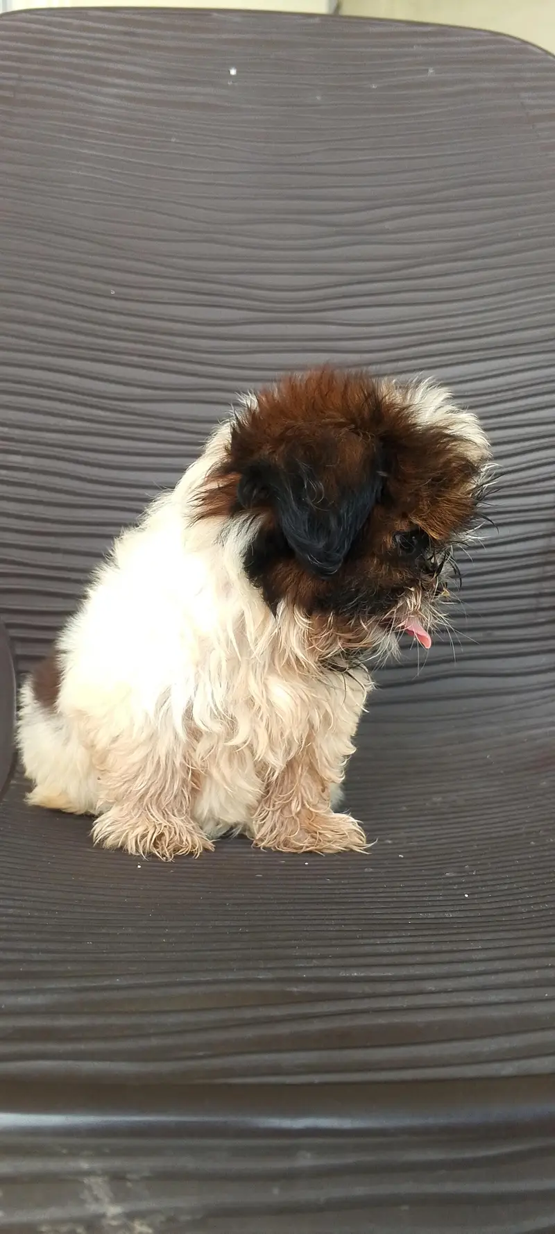 shihtzu\shitzu — photo 6