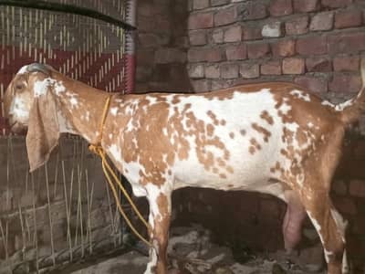 2 bakria urgent sale karnni ha jaldi rabta Karen fazol time vast na