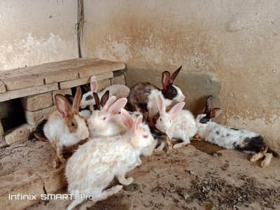11 rabbits only 5000
