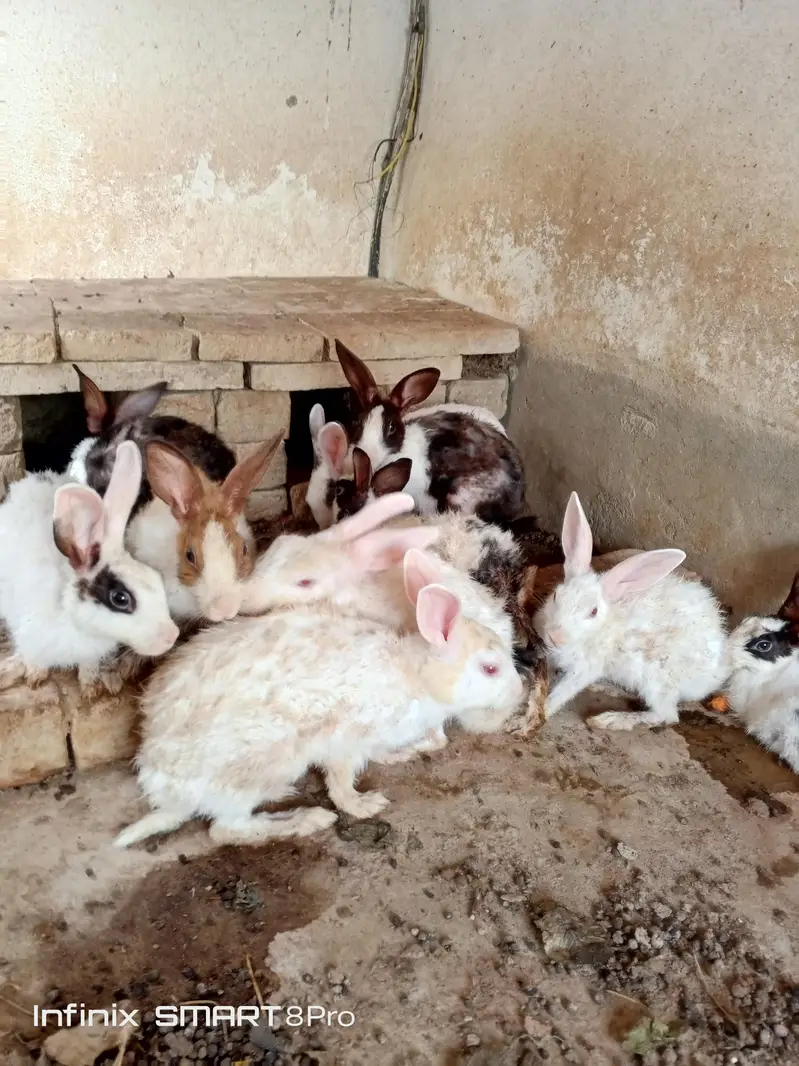 11 rabbits only 5000 — photo 2