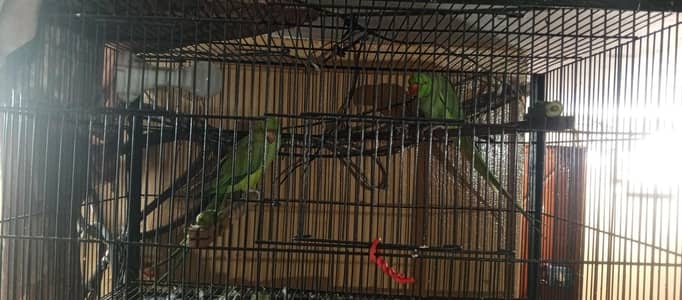 green parrot breeder pair ha jis Bhai ko chahiye wohi rabta kary