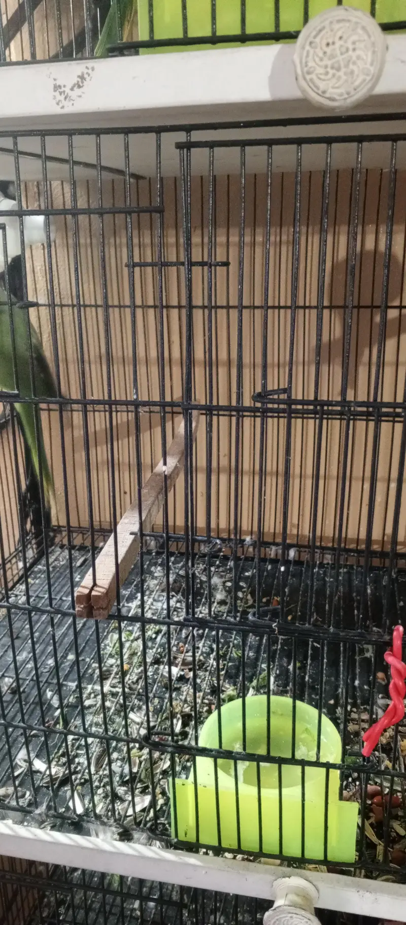 green parrot breeder pair ha jis Bhai ko chahiye wohi rabta kary — photo 2