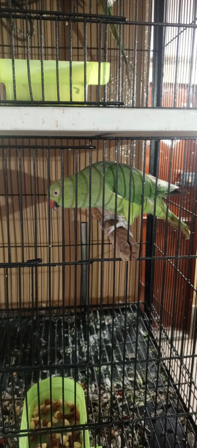 green parrot breeder pair ha jis Bhai ko chahiye wohi rabta kary — photo 3
