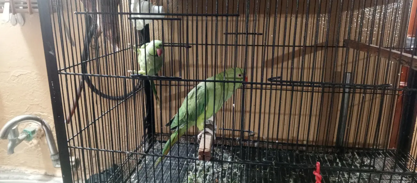 green parrot breeder pair ha jis Bhai ko chahiye wohi rabta kary — photo 4