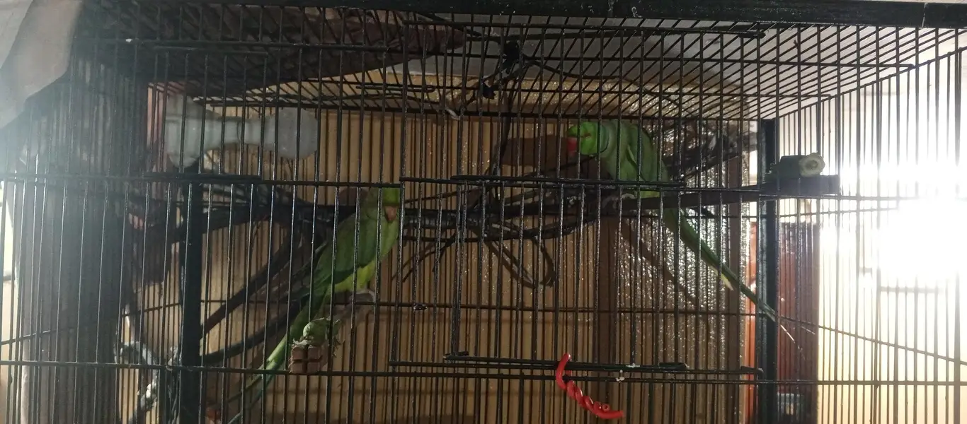 green parrot breeder pair ha jis Bhai ko chahiye wohi rabta kary — photo 5