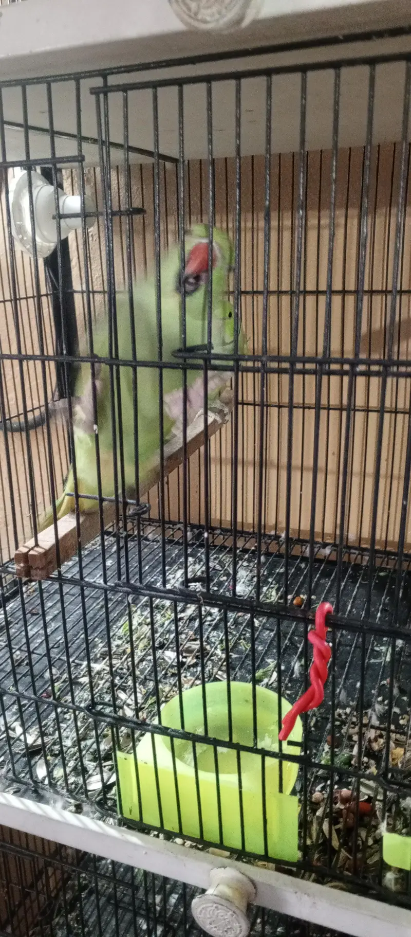green parrot breeder pair ha jis Bhai ko chahiye wohi rabta kary — photo 6