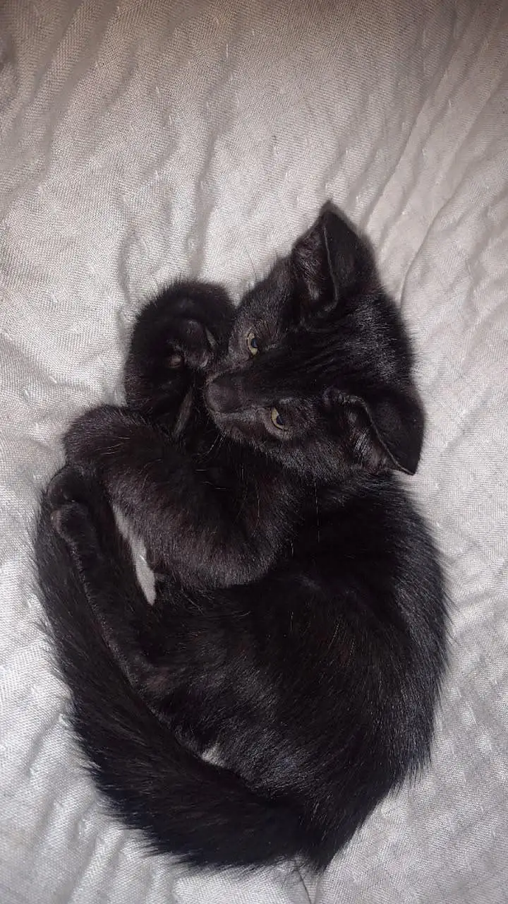 beautiful pair of cats — photo 2