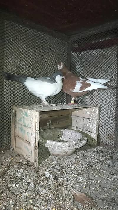 Lal gande dar Male , grey sherazi Female