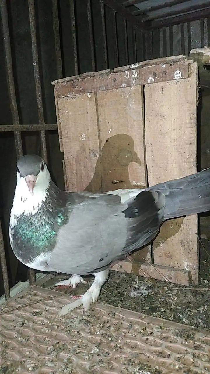 Lal gande dar Male , grey sherazi Female — photo 2