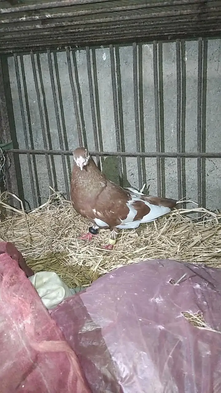 Lal gande dar Male , grey sherazi Female — photo 3