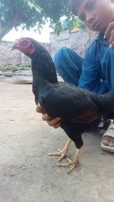 Aseel hen