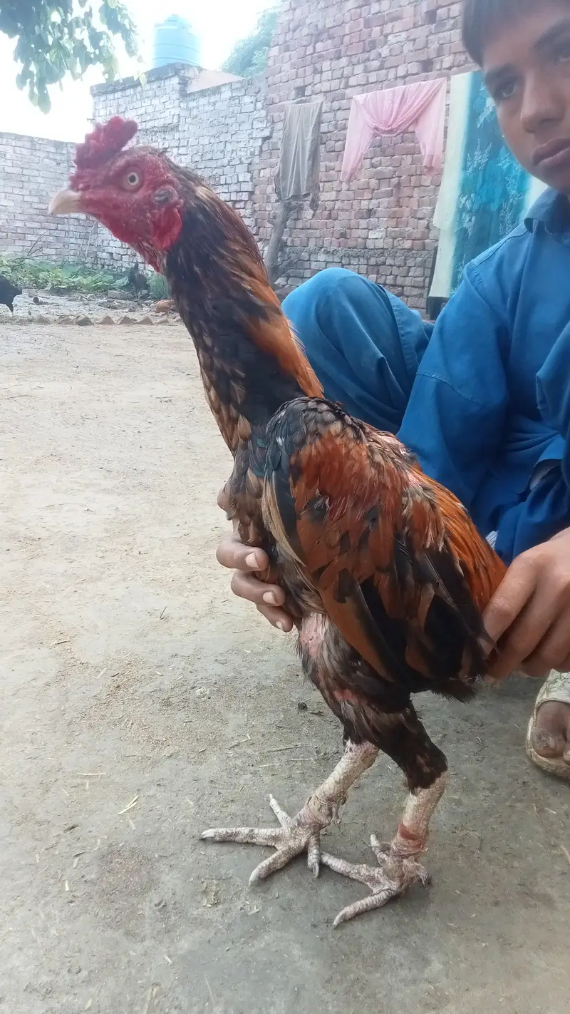 Aseel hen — photo 2
