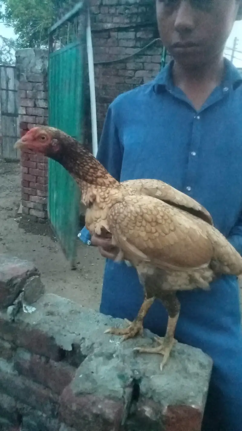 Aseel hen — photo 3