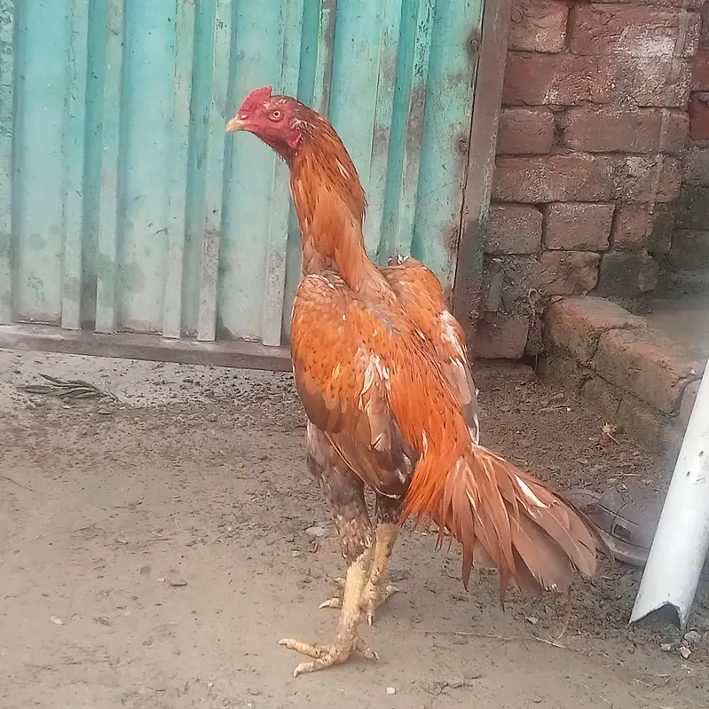Aseel hen — photo 4