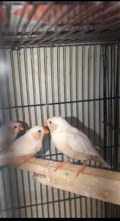mutation exbation finch