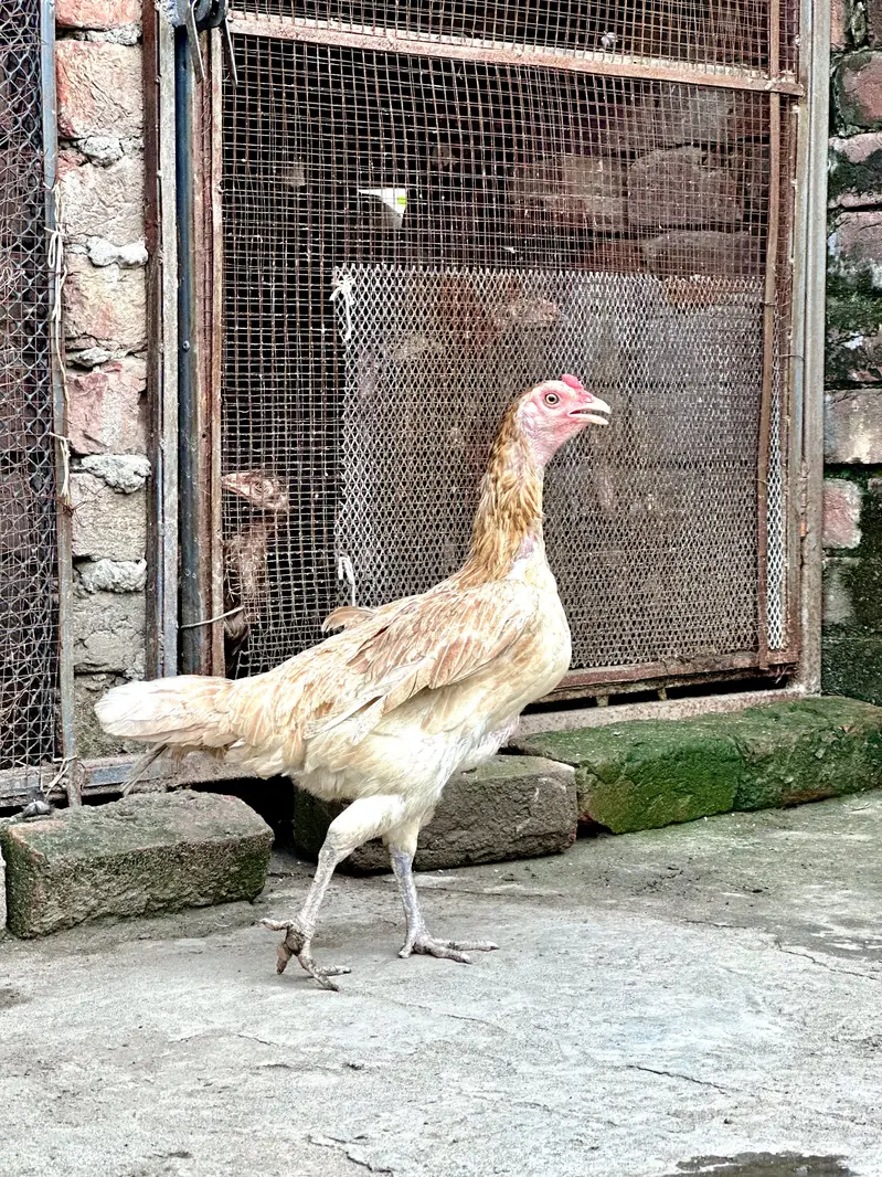 aseel hens — photo 2