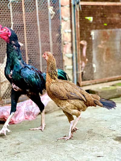 aseel hens